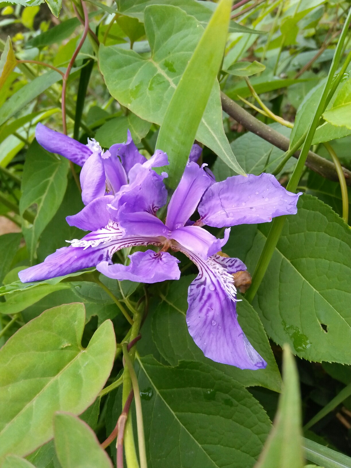 錁(锞同音字)-爱游戏平台体验